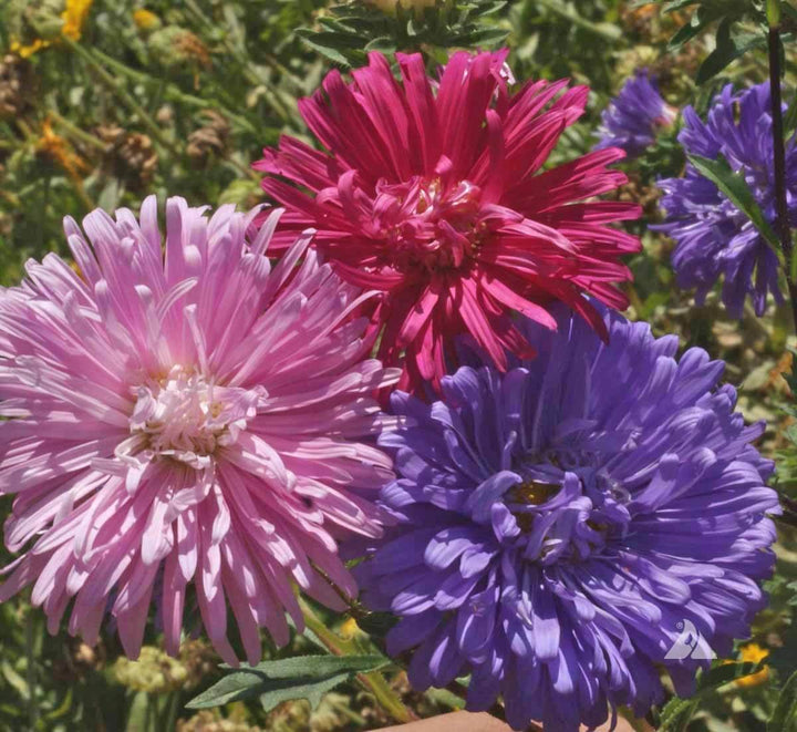 Aster - China Aster Mix