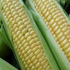 Corn - Bantam