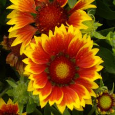 Blanket Flower - Fireside