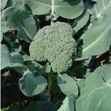 Broccoli - Italian Heirloom