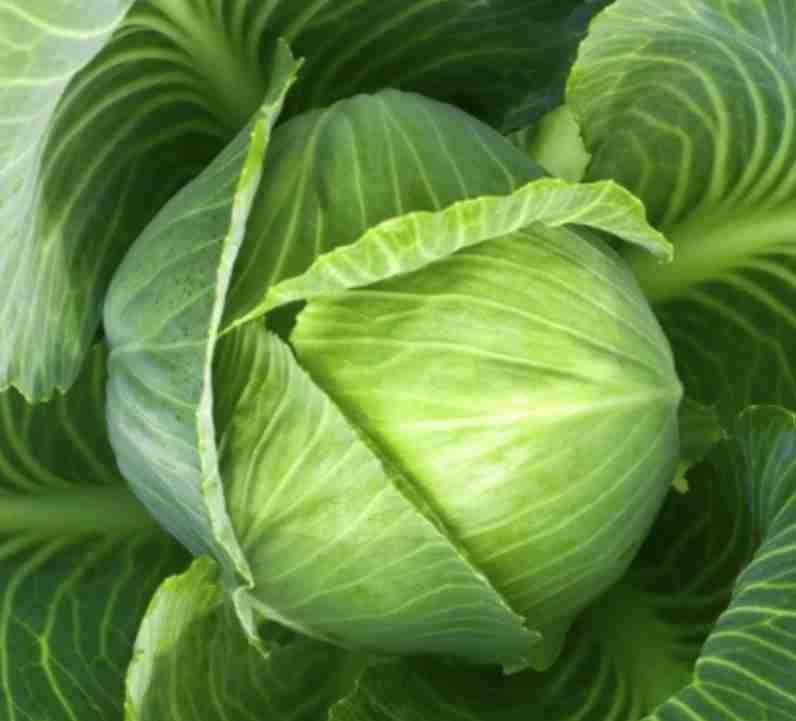 Cabbage - All Seasons