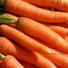 Carrots - Danver half long
