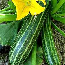 Zucchini - Cocozelle  Squash