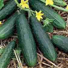 Cucumber  - Muncher Burpless