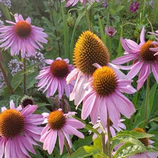 Buy Echinacea - Coneflower Seeds | Echinacea - Coneflower Seeds