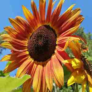 Sunflower - Evening Sun