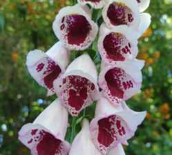 Foxglove - White Dalmation