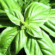 Buy Basil Lemon Seeds Basil Lemon Seeds Canada Brother