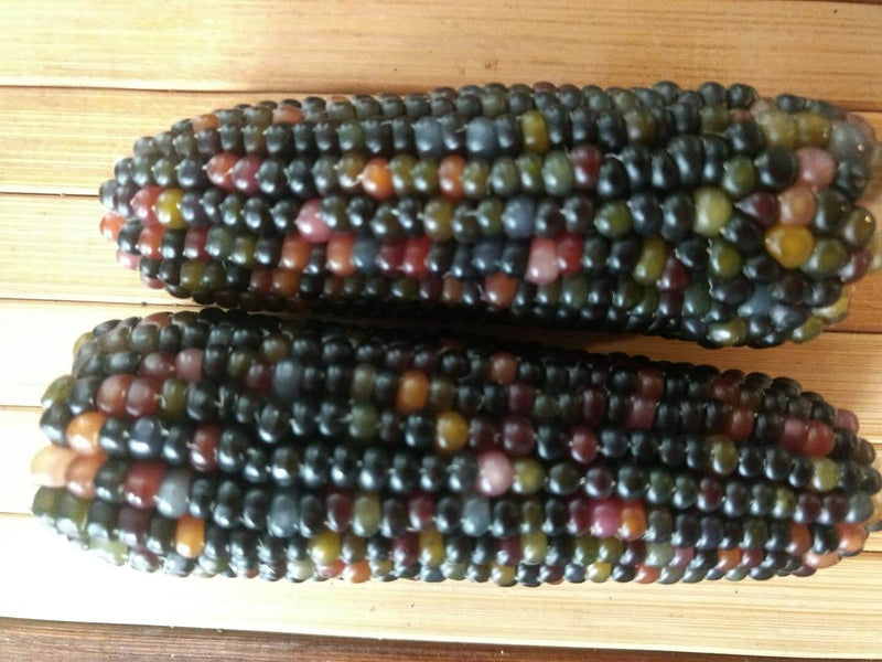 Corn - Glass Gem (Rare)