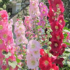 Hollyhock - Openly Pollinated Mix