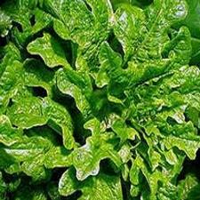 Lettuce - Oak Leaf