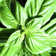 Basil - Lime