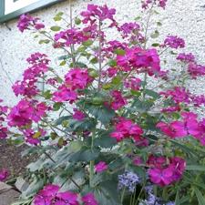 Money Plant -  Purple Lunaria