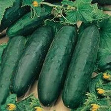 Cucumber - Marketmore