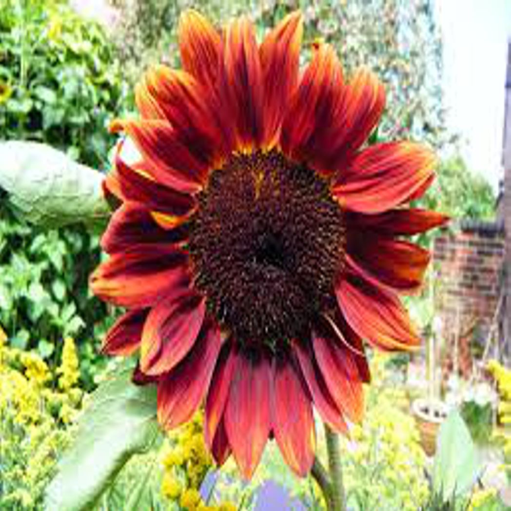 Moulin Rouge Sunflower Mix