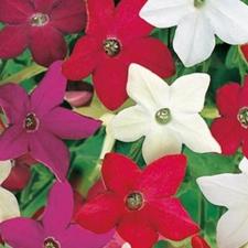 Nicotiana/Scented - Mix