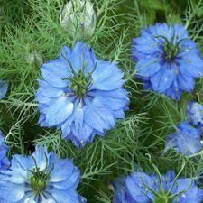Nigella - Miss Jekyll