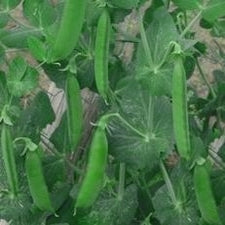 Peas - Alderman Tall Telephone