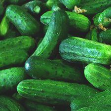 Cucumber - Pickling