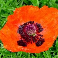 perennial poppy