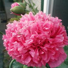 Poppy - Pink Peony