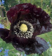Poppy - Deep Purple