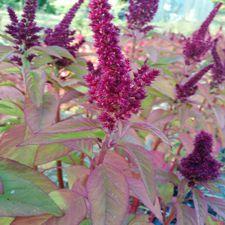 Amaranthus