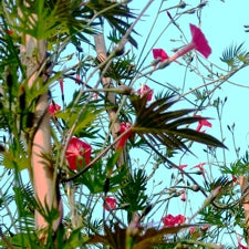 Red Cardinal Vine