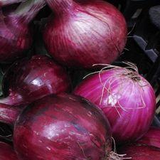 Onion - Red Globe