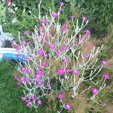 rose campion