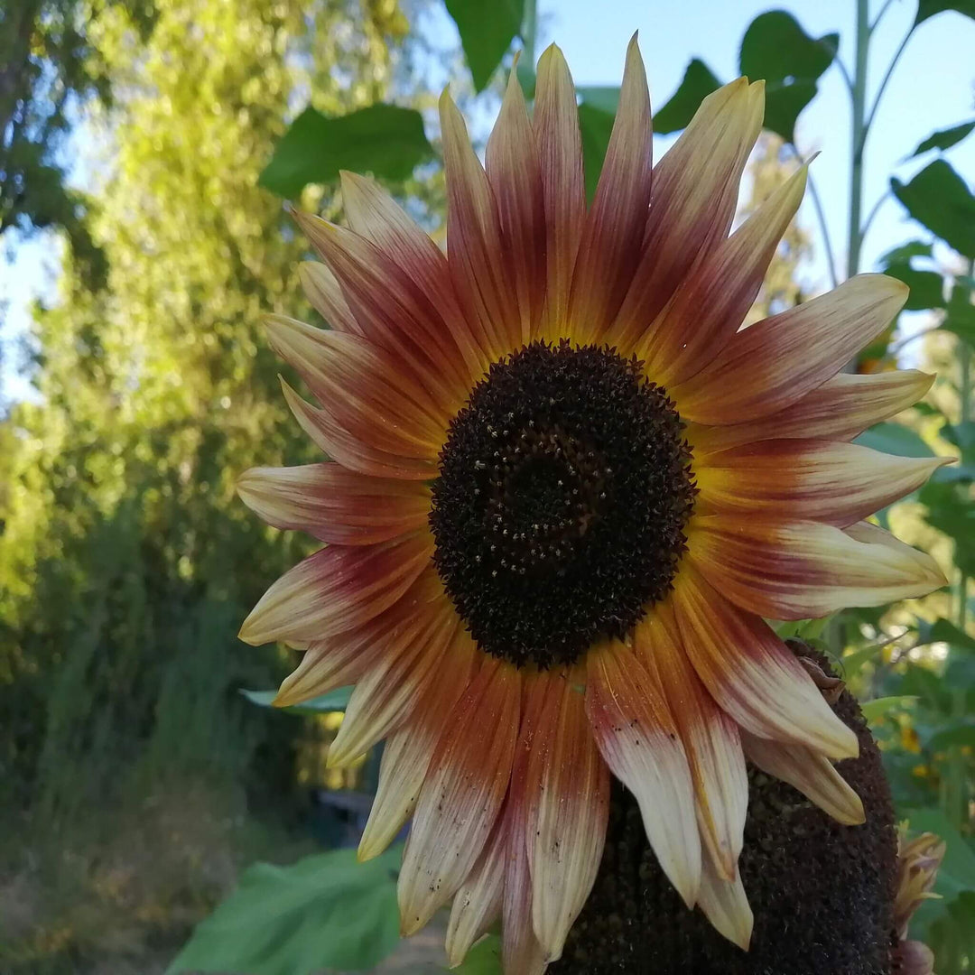 Sunflower - Ruby Ecslipse