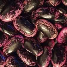 Beans - Scarlet Runner