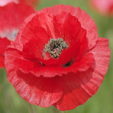 Shirley Poppy Mix