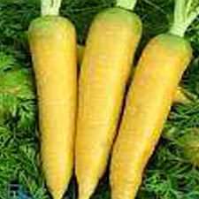 Carrots - Solar Yellow