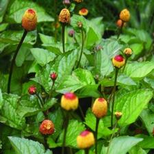 spilanthes_toothache_plant