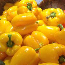 Peppers - Yellow Wonder Bell