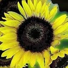 Sunflower - Superflora