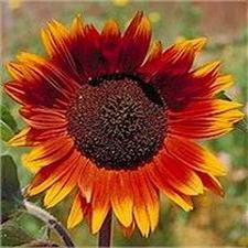 Sunflower - Autumn Beauty