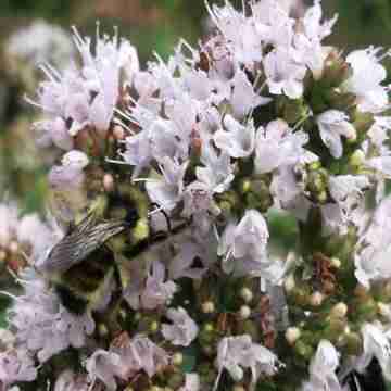 Sweet Marjoram