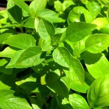 Basil - Sweet