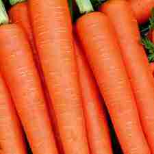 Carrot - Tender Sweet