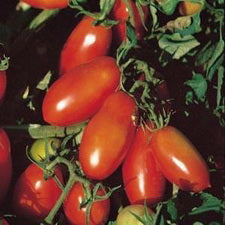 Tomatoe -  San Marzano