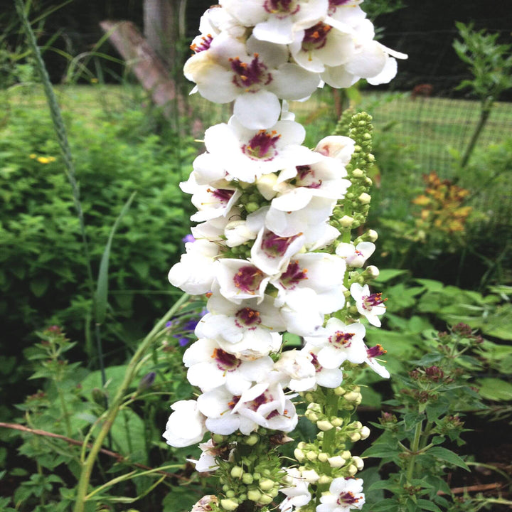 Verbascum - Moth Mullien