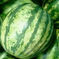 blacktail watermelon