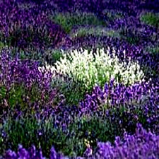 Lavender-Unique Spanish Mix