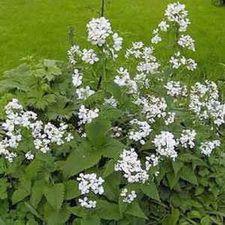 Money Plant - Alba