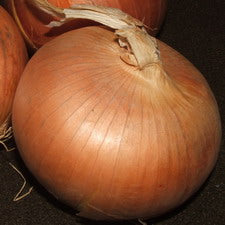 Onion - Sweet Spanish Globe