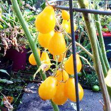 Tomato - Yellow Pear